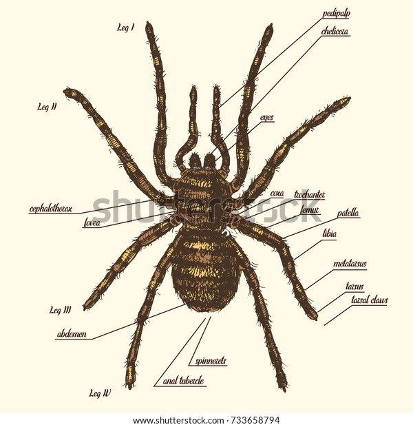 Illustration of a spider anatomy include all\
name of animal parts. Birdeater species in hand drawn or engraved\
style.\
arachnology