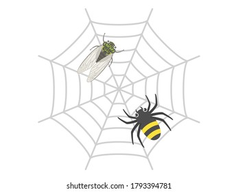 Illustration of a spider and a cobweb.