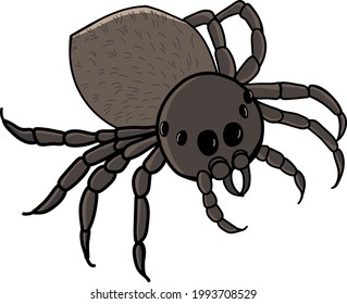 53 Sydney funnel web spider Images, Stock Photos & Vectors | Shutterstock