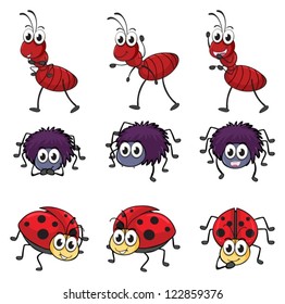 Illustration of a spider, a ladybug and an ant on a white background