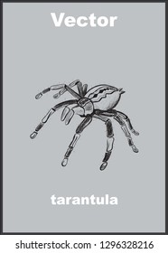 Illustration of spider tarantula on grey background hand-drawn abstract print vector
