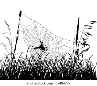 illustration with spider web in grass isolated on white background