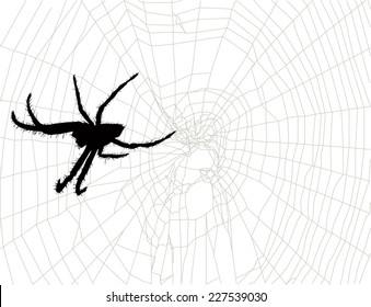 ilustración con telaraña aislada en fondo blanco