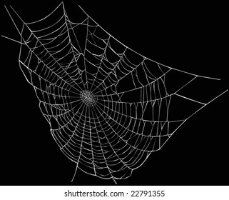 illustration with spider web isolated on black background