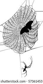 illustration with spider web isolated on white background