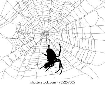 ilustración con telaraña aislada en fondo blanco