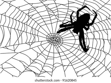 illustration with spider web isolated on white background