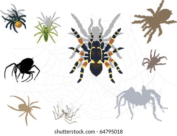 illustration with spider webs isolated on white background