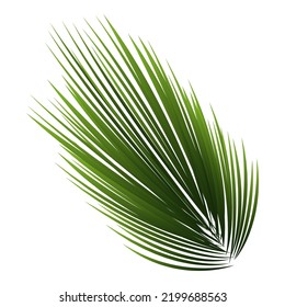 Illustration Of Spiky Leaves On White Background.