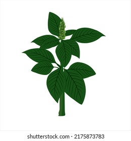 illustration of spinach tree with fresh leaves and flowers. vector

