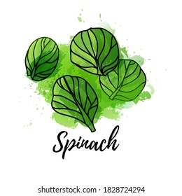 ilustración de espinacas. Fondo de salpicadura de la acuarela vectorial. Gráficos para cócteles, diseño de zumos naturales. Etiqueta de hierba orgánica natural