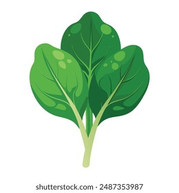 Illustration Spinach vegetable on white  