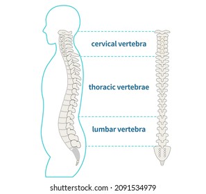 Illustration of the spine, spine and sideways human body