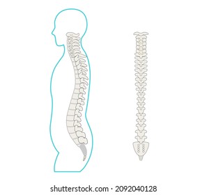 Ilustración de la espina dorsal, espina dorsal y cuerpo humano lateral