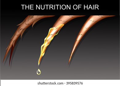 illustration of split ends and hair nutrition and strengthening
