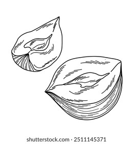 Illustration of a split hazelnut in doodle style for decoration, packaging, design