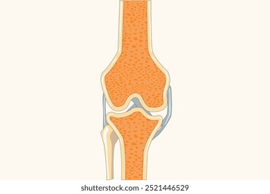 Illustration of a split human joint bone, used for educational purposes in schools. cross section. eps 10