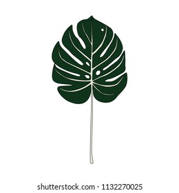 Illustration of split leaf philodendron