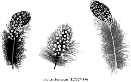 illustration with spotted feathers on white background