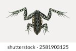 Illustration of a spotted frog with outstretched legs. The frog's detailed spots and unique limb positioning are prominent. Vintage frog art with intricate design. Vintage animal illustration vector.