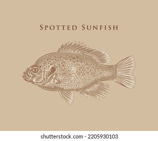 Illustration of the spotted sunfish with details and highlights.