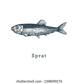 Illustration of sprat. Brisling fish sketch in vector. Drawn seafood in engraving style. Used for canning jar sticker, shop label etc.