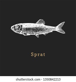 Illustration of sprat on black background. Fish sketch in vector. Drawn seafood in engraving style. Used for canning jar sticker, shop label etc.