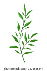 Illustration of sprig with green leaves. Decorative natural plant.