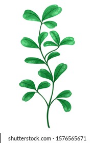 Illustration of sprig with green leaves. Decorative natural plant.
