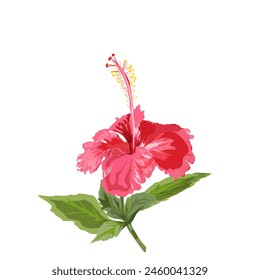 illustration of a sprig of hibiscus flowers blooming without a background