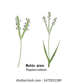 Illustration of sprigs of Bahia grass, Paspalum notatum with leaves, stems and polen. Hand drawing isolated on white background. Vector.