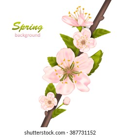 Illustration Spring Background with Cherry Blossom, Branch of Tree Isolated on White Background - Vector