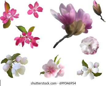 illustration with spring blooms isolated on white background