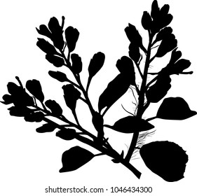 illustration with spring branch isolated on white background