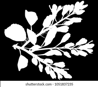 illustration with spring branch isolated on black background