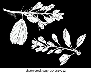 Illustration mit Frühlingszweigen einzeln auf schwarzem Hintergrund
