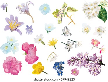 ilustración con colección de flores de primavera aisladas en fondo blanco