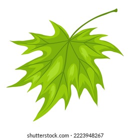 Illustration of spring maple leaf. Beautiful decorative plant.