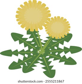 Illustration of a spring plant, dandelion