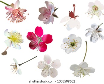 ilustración con brotes de árboles primaverales aislados en fondo blanco