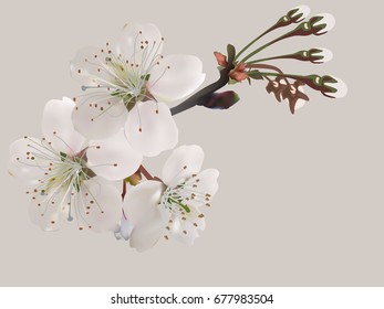 illustration with spring tree blooms isolated on light background