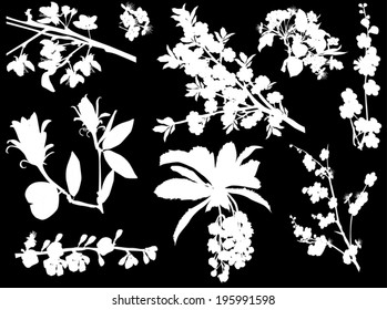 illustration with spring tree blossom branches isolated on black background