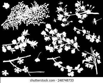 illustration with spring tree blossom branches isolated on black background