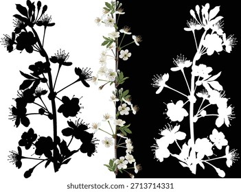 Ilustración con ramas de flor de árbol de primavera aisladas sobre fondo blanco y negro