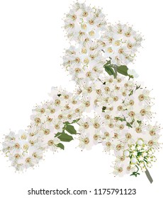 illustration with spring tree blossom isolated on white background
