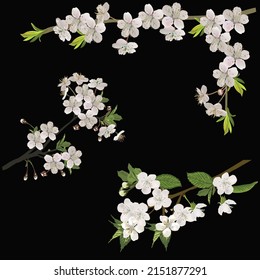 ilustración con flor de árbol de primavera aislada en fondo negro