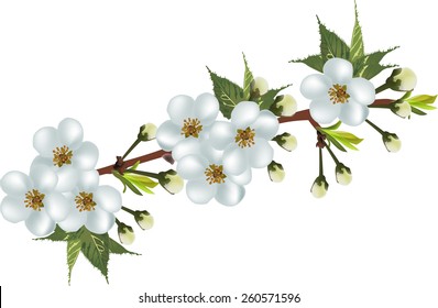 ilustración con flor de árbol de primavera aislada en fondo blanco