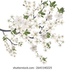 illustration with spring tree blossom isolated on white background