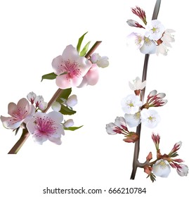 ilustración con flor de árbol de primavera aislada en fondo blanco