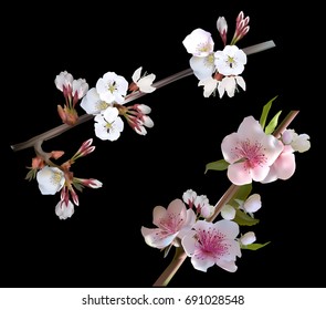 ilustración con flor de árbol de primavera aislada en fondo negro